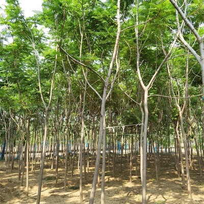 云南火炬樹苗木基地