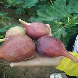 新聞 安徽省波姬紅無花果苗基地價格