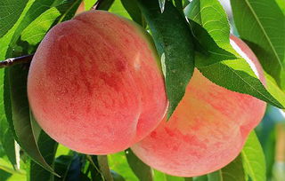 北京滿城雪桃特產推薦