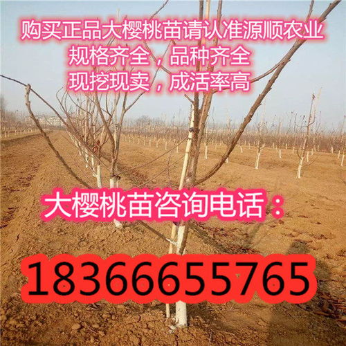 齊早大櫻桃樹苗多少錢一棵,齊早大櫻桃樹苗新品種