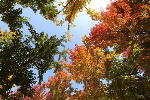 金秋賞楓正當時,盛世綠源賞楓會再次拉開帷幕
