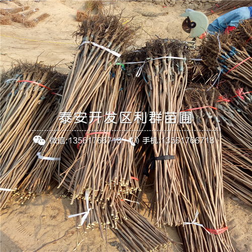 【斤柿子苗、斤柿子苗多少錢一棵】- 