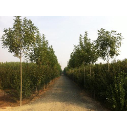 濟寧白蠟|花果園苗木(在線咨詢)|白蠟哪家好