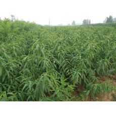瓜果苗木繁育基地供應便宜的全紅蜜桃苗 全紅蜜桃苗批發|東商網