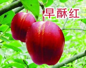 臨沂興旺苗木繁育合作社供應優質早酥紅梨苗1公分 臨沂興旺苗木繁育合作社 蘋果苗,桃苗,梨苗