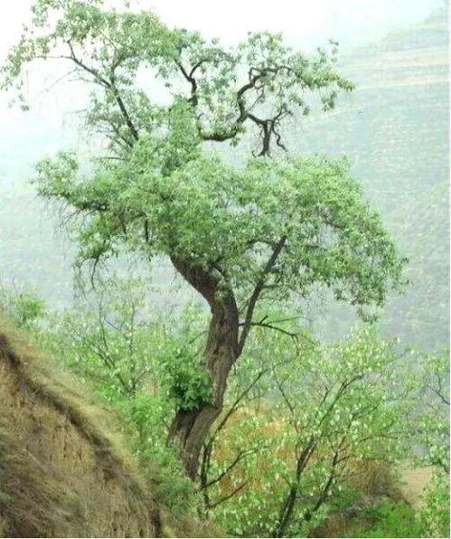 保護傳統特色產業,農業產業強鎮棗嶺鄉 早領跑