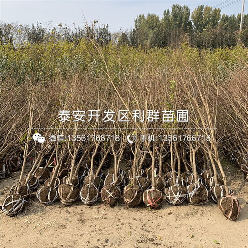 【軟籽石榴樹苗、軟籽石榴樹苗出售】- 