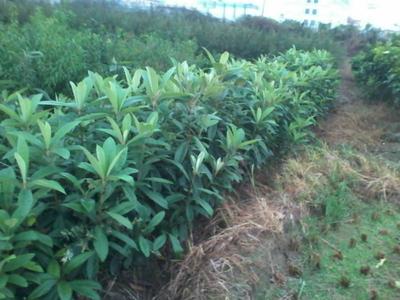 蘇州板栗供應廠家批發圖片_蘇州板栗供應廠家批發圖片大全_蘇州板栗供應廠家批發圖庫_一呼百應