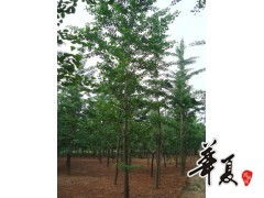 江蘇10公分銀杏樹價格,邳州10公分銀杏樹供應基地 供應產品 邳州市順義銀杏苗木種植專業合作社