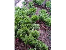 第4頁 產品展示 郴州市蘇仙區綠溪草皮苗木綠基地