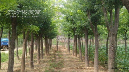 13公分國槐樹繁育基地 13公分國槐樹 山東中鵬苗木 查看