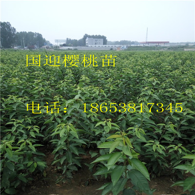 寧夏省石嘴山市早熟櫻桃苗出售_泰安開發區國迎園藝場 - 商國互聯網