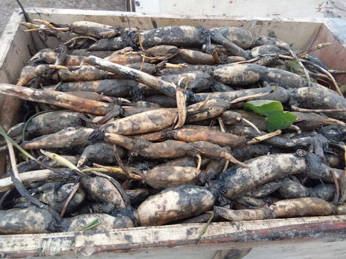 雷波蓮藕苗批發