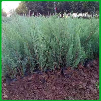 【沙地柏種植基地 基地供應 青州沙地柏】