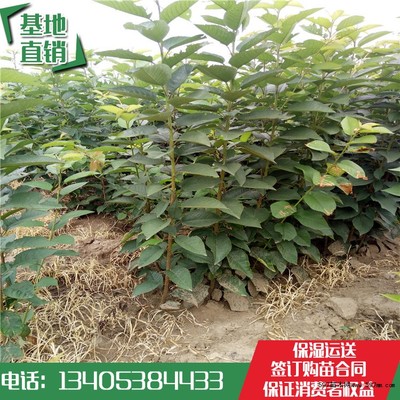 布魯克斯櫻桃樹苗批發價格 1公分櫻桃樹苗哪里便宜|果樹小苗|綠化苗木|供應信息|597苗木網