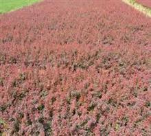 紅葉碧桃小苗,紅葉碧桃小苗價格價格,紅葉碧桃小苗,紅葉碧桃小苗價格廠家,泰安農大苗木繁育基地_中國行業信息網