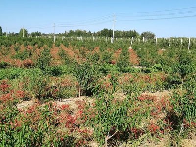 國家森林城市建咋樣?張掖臨澤:充“植”成功