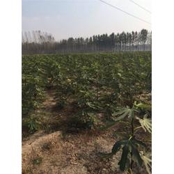 無花果苗 河北無花果苗 泰山苗木繁育基地