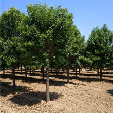 山東省莘縣彩色苗木繁育中心