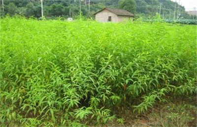 果樹苗木的實用繁殖方法