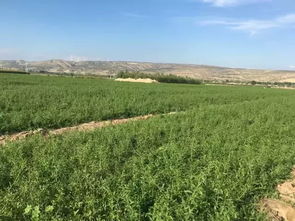 協會副會長單位 固原三利枸杞苗木種植合作社介紹