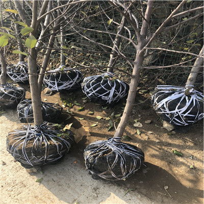 柱狀蘋果苗 江西省種植柱狀蘋果苗