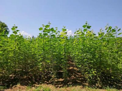 2022年云上雙交會企業風采展示--陜西省苗木繁育中心