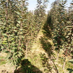 新聞 泰安紅星蘋果樹苗管理技術