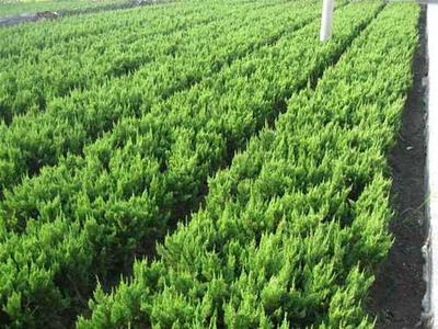 龍柏圖片_價格_種植方法-河北百盛苗木