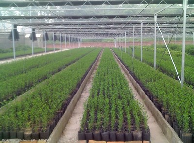 無病毒苗木繁育基地圖片