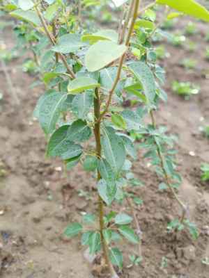 邯鄲 當年愛宕梨樹苗繁育中心新聞報道