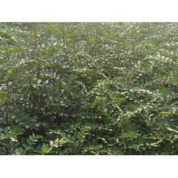 花椒苗產地 花椒苗 雙湖園藝 多圖