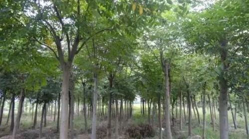 2022年云上雙交會企業風采展示 陜西省苗木繁育中心