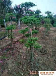 薊縣果樹苗批發