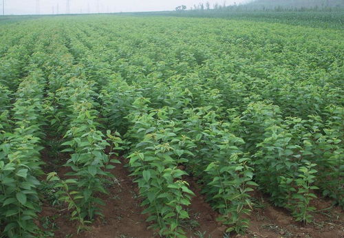 櫻桃無病毒苗木繁育技術