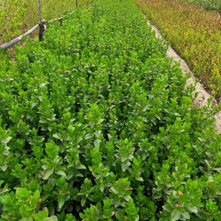 園林綠化特色苗木繁育栽培技術與應用