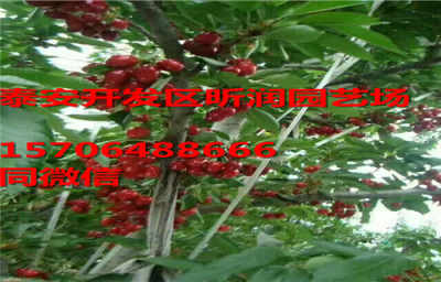 河北張家口 莫利車厘子苗 新聞 繁育區咨詢處