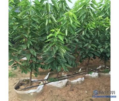 【矮化吉塞拉櫻桃樹苗基地直銷、甘肅吉塞拉櫻桃樹苗價格】泰安開發區通達苗木繁育中心 - 產品庫