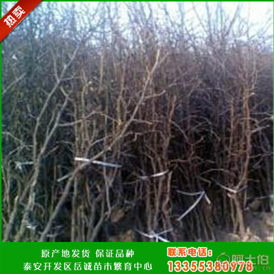 【岳誠新品種冬棗樹苗成活率高產量高冬棗樹苗嫁接冬棗樹苗最新報價】泰安開發區岳誠苗木繁育中心 - 產品庫