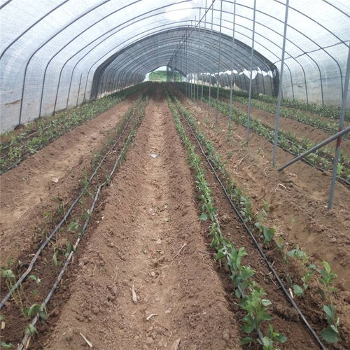 【廣西壯族自治區布魯克斯櫻桃苗種植基地抗病毒強】- 