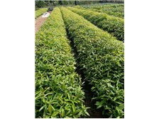 江西金鑫杉樹苗定南縣基地產品展示