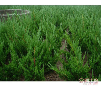 【山東自家供應龍柏苗風景美化1級龍柏苗大小規格龍柏易成活】泰安高新區綠果苗木果品繁育場 - 產品庫