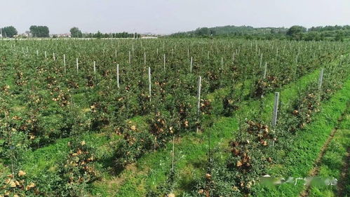 左手富裕 右手美麗：苗木繁育的雙重價值