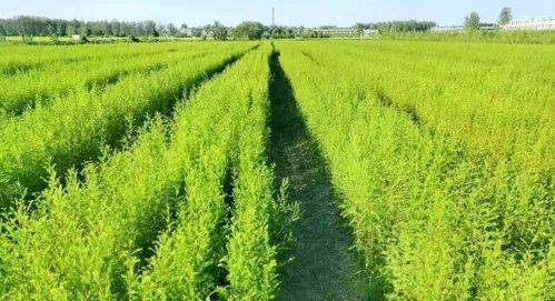 苗木管理八字秘訣：提升繁育效益的關鍵