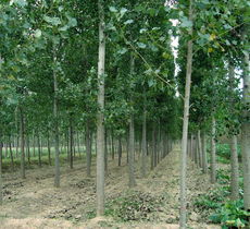 山東省單縣高韋莊鎮優質苗木繁育基地供應多樣化品種