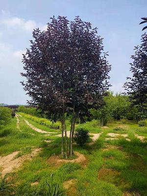 萬花筒 苗木繁育的藝術與科學