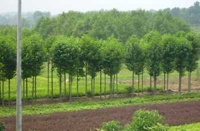 供應三角楓與黃山欒樹苗木繁育的專業指南