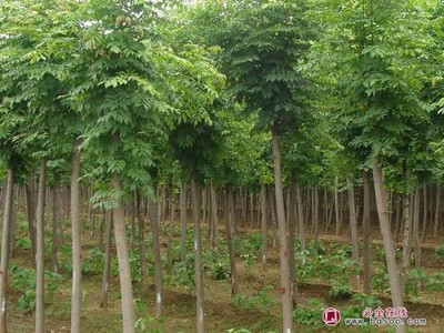 春季苗圃管理 綠化苗木的繁育與養護技術指南