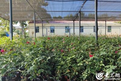 德州園林扦插苗木60余種2000余株，創新繁育技術助力綠化升級