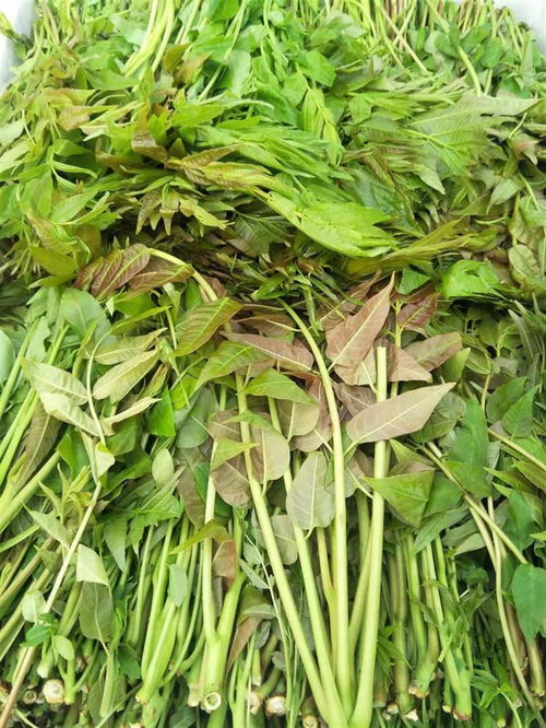 專業苗木繁育與批發 探索威海大棚紅油香椿與綠油香椿的培育之道